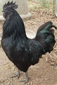 6+ Pure Ayam Cemani Hatching Eggs (NPIP AI Clean)