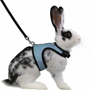 Niteangel Adjustable Soft Harness with Elastic Leash Large (Pack of 1), Blue