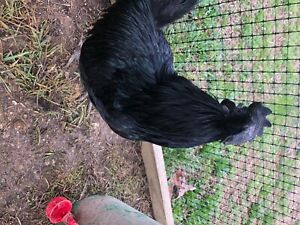 6 ayam cemani hatching eggs