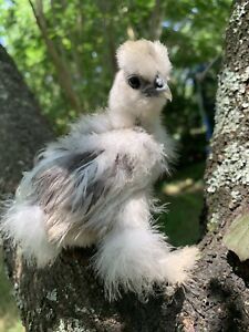 6fertile Polish,Silkie,Cochin;frizzle,Easter Egger,barred RockPure And Cross