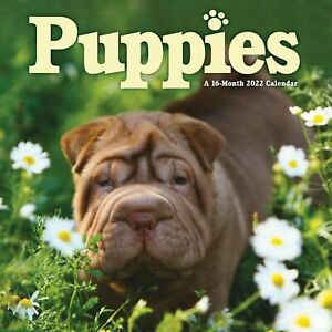 Trends International 2022 Puppies Wall Calendar w