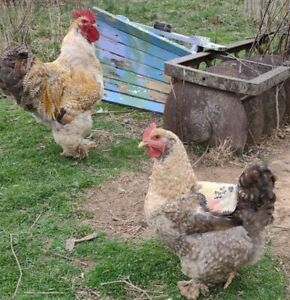 LARGE STANDARD Cochin Hatching Eggs ~ COLORS~ CRELE POSSIBLE 6  Eggs!