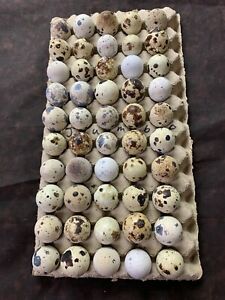 48+ Jumbo Brown Coturnix quail hatching eggs