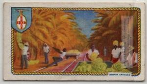 Cultivation Of Bananas British Empire Jamaca 90 Y/O Ad Trade Card