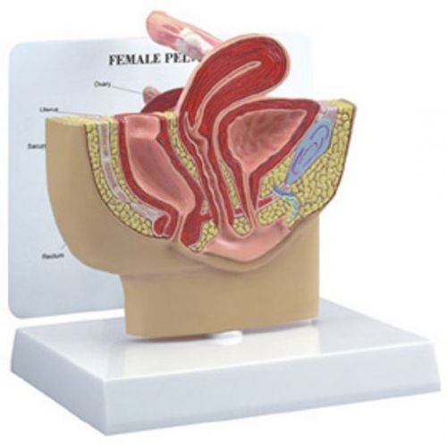 NEW Anatomical Human Female Pelvis Vaginal Model
