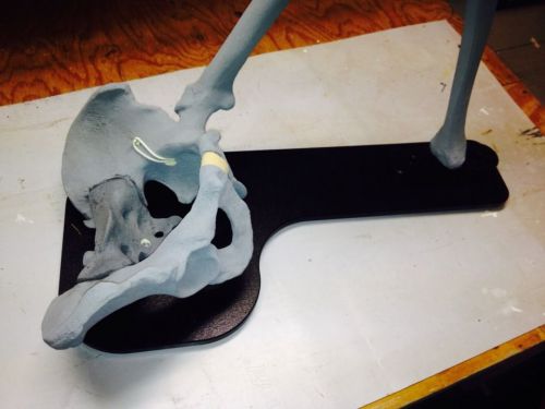 Sawbones 1301-189 Skeleton Pelvis With Left Femur &amp;Tibia With Foam Cortex
