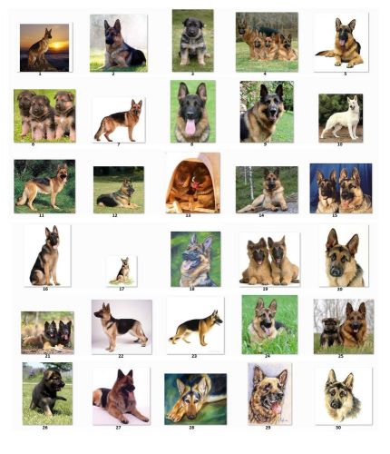 30 square stickers envelope seals favor tag german shepherds buy3 get1 free (g1) for sale