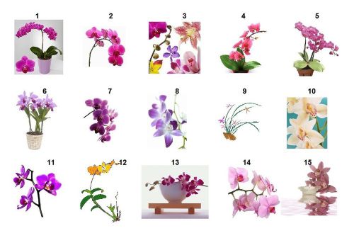 30 Personalized Orchids Return Address labels 1&#034; x 2 5/8&#034; (Select)