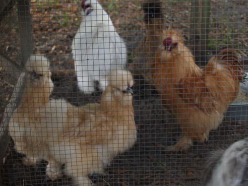 12+ Bearded Silkie Hatching Eggs Assorted Colors &#034;NPIP&#034;
