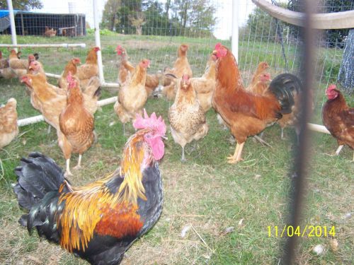 6+ French Black Copper Maran/barnyard mix Fertile Chicken Hatching Eggs, NPIP