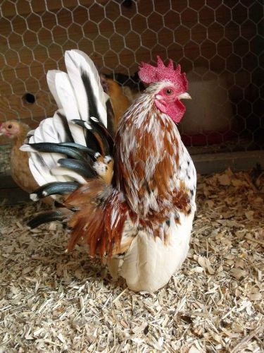 4+ Serama Bantam Chicken Hatching Eggs