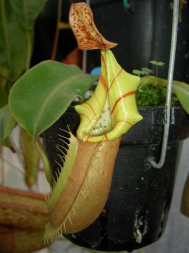 Fresh rare nepenthes veitchii  (15+ seeds) hot item, carnivorous plant, wow!!!! for sale