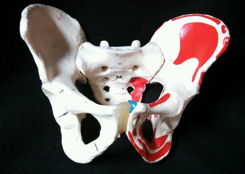 3B Scientific - Painted Pelvis, Hip, Sacrum Skeleton Bone Anatomical Model
