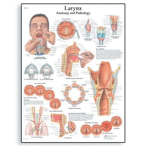 3b scientific vr1248l glossy laminated paper larynx anatomical chart  poster siz for sale