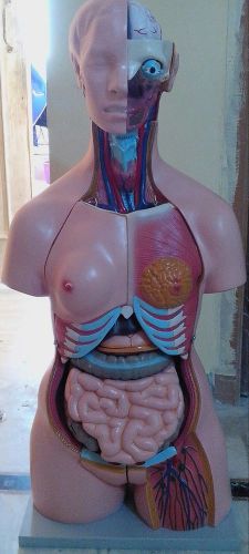 Human Torso Anatomical Model Teaching &amp; Education Torso anatomical model Cei-20