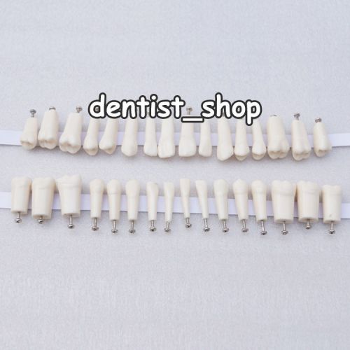 NISSIN 500 Compatible Dental Teeth 32 PCS w/ Anatomy Crown &amp; Straight Root