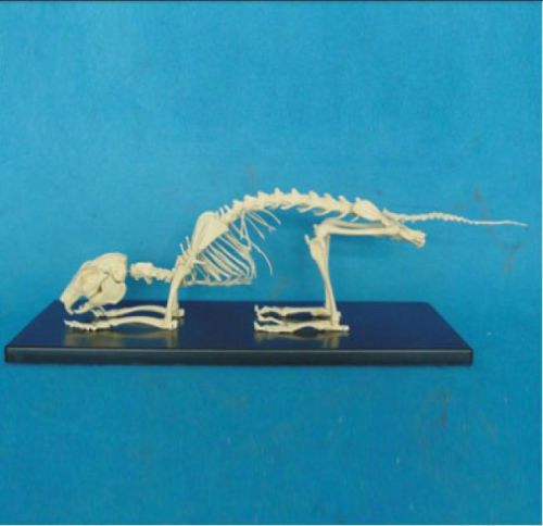 RS Leporidae rabbit skeleton bone Anatomy jaw Veterinary Model DISPLAY EDUCAT