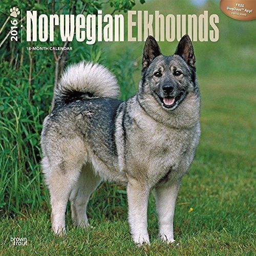 2016 Calendars Norwegian Elkhounds 2016 Wall Calendar