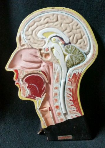 Antique Chicago Apparatus Company Anatomical Model Human Brain &amp; Head