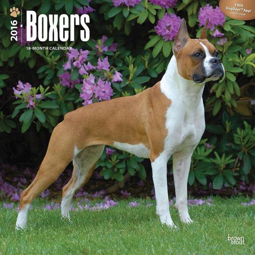2016 Boxers 12&#034; x 12&#034; Wall Calendars NEW DogDay app BrownTrout Dogs