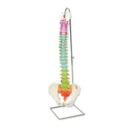 3B Scientific A58/8 Didactic Flexible Human Spine Model, 29.1&#034; Height