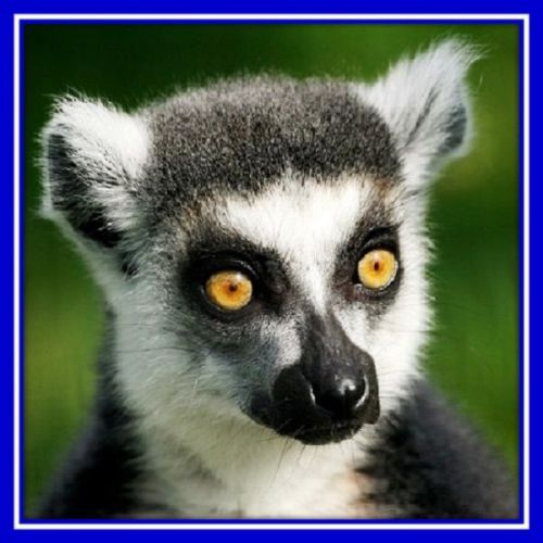 30 Custom Ring Tailed Lemur Personalized Address Labels