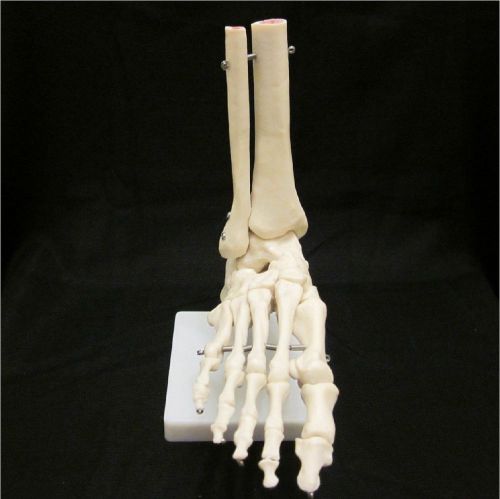 Life size human skeleton foot &amp; ankle joint anatomical anatomy medical model for sale