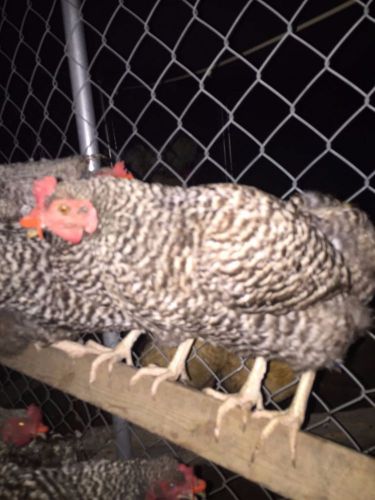 Barred rock hatching eggs (6)