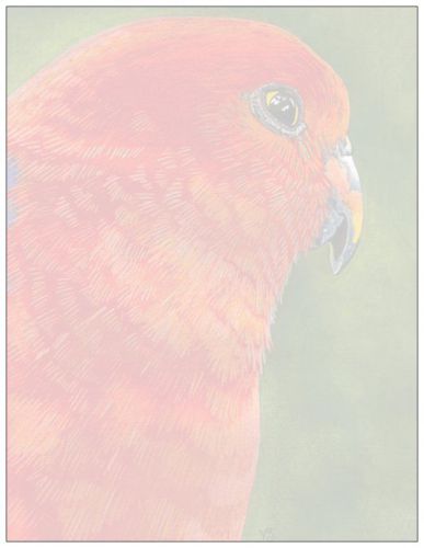 set of 4 King Parrot Notepads BONUS GIFT TAGS &amp; CARD