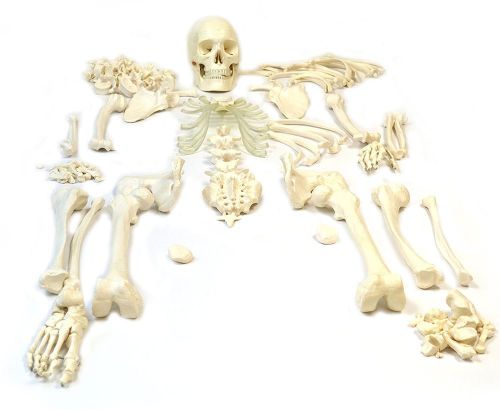 Disarticulated Human Skeleton, Full, Medical Quality, Life Sized (62 Model Hei