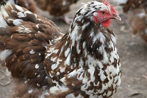 10+ MOTTLED ENGLISH ORPINGTON FERTILE EGGS NPIP/AI