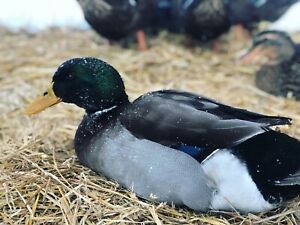 6 Rouen Duck Hatching Eggs