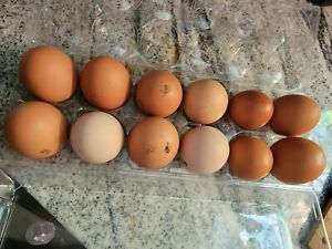 fertilized chicken eggs *Barnyard Mix*