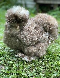 1 Dozen Hens Choice Silkie Hatching Eggs chocolate Mauve Black cuckoo White Mix