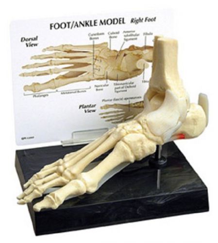 NEW Anatomical Foot and Ankle Bone Podiatrist Model