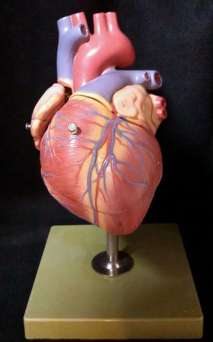 SOMSO - HS5 Giant Human Heart Anatomical Model (HS 5)