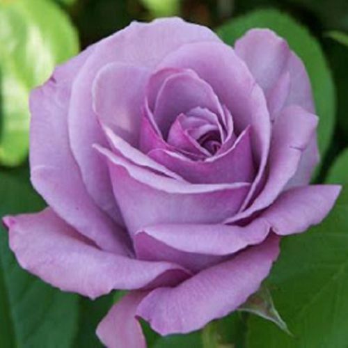 30 Custom Lavender Rose Personalized Address Labels