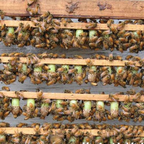 200pcs beekeeping queen cell cups royal jelly cups queen rearing equip for sale