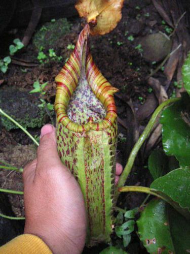 FRESH RARE NEPENTHES MAXIMA  (15+ seeds) HOT ITEM, Carnivorous Plant, WOW!!!!