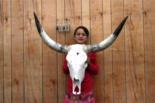 Steer skull and 3&#039; 3&#034; long horns cow longhorns h6503 for sale