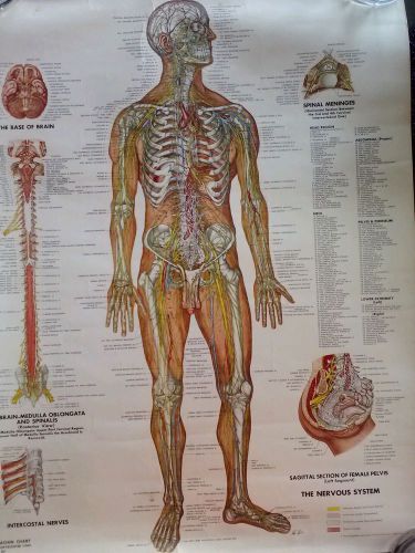 Vintage Set Of 3 Anatomy Charts / 1949