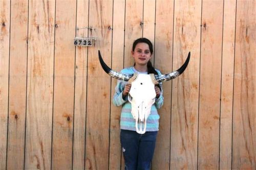 Steer skull long horns 2&#039; 3&#034; cow bull skulls horn h6732 for sale
