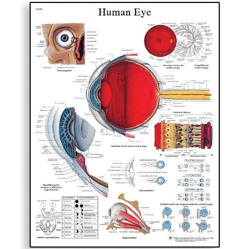 3B Scientific VR1226L Glossy Laminated Paper Human Eye Anatomical Chart  Poster