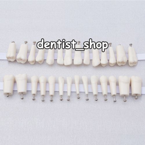 NISSIN 200 Compatible Dental Teeth 28 PCS w/ Anatomy Crown &amp; Straight Root