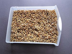 5lbs Barley Seed for Fodder