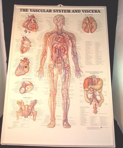 Pop Three Dimensional Medical Charts, 10 Charts total