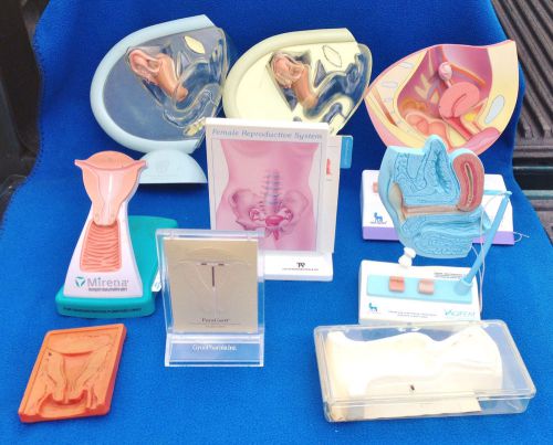 Lot of Gynecology Gynecological Vagina Medical Models - Ortho
