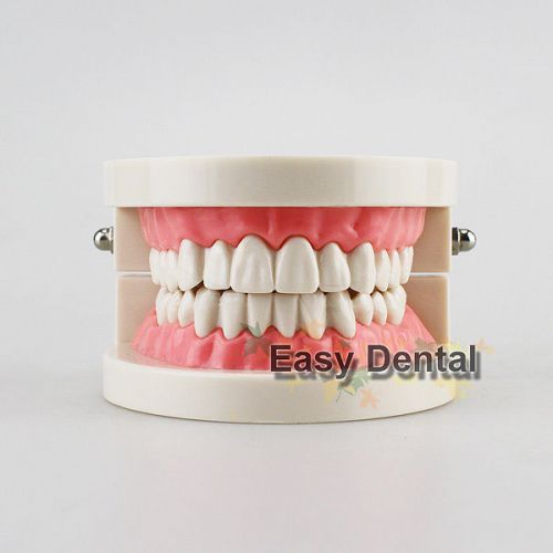 Dental teach study adult standard typodont demonstration teeth model flesh pink for sale