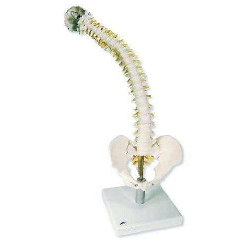 3b scientific vb84 flexible spine model with soft intervertebral discs for sale
