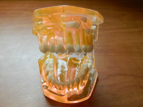 PEDIATRIC MODEL ARTICULATED TYPODONT EVOLUTION OF TEETH ROOTS VISIBLE STUDY